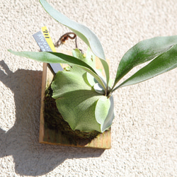 現品【P. Pegasus】ビカクシダ ペガサス No342 多肉植物 匠