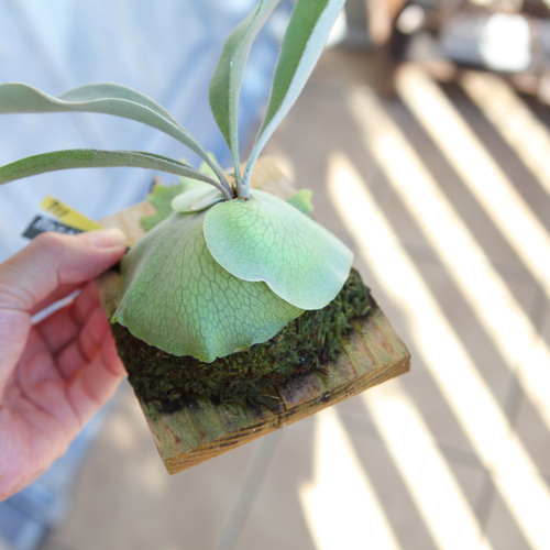 P. veitchii cv Lemoinei】ビカクシダ ビーチー ベイチー レモイネイ