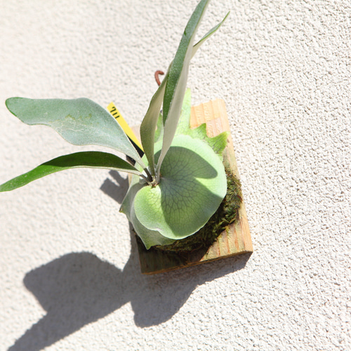 P. veitchii cv Lemoinei】ビカクシダ ビーチー ベイチー