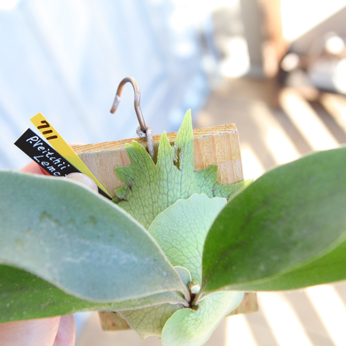 ビカクシダ ビーチーレモイネイ特選株 P.veitchii Lemoinei ベイチーレモイネイ P.veitchii 'Lemoinei' PUP株 一点物 検