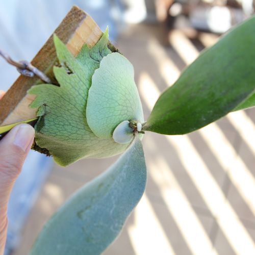 P. veitchii cv Lemoinei】ビカクシダ ビーチー ベイチー レモイネイ