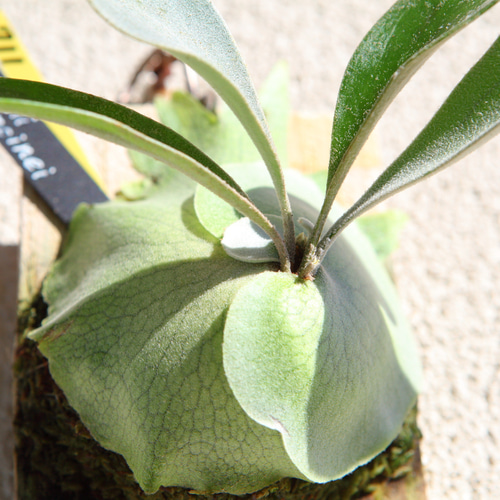 P. veitchii cv Lemoinei】ビカクシダ ビーチー ベイチー レモイネイ