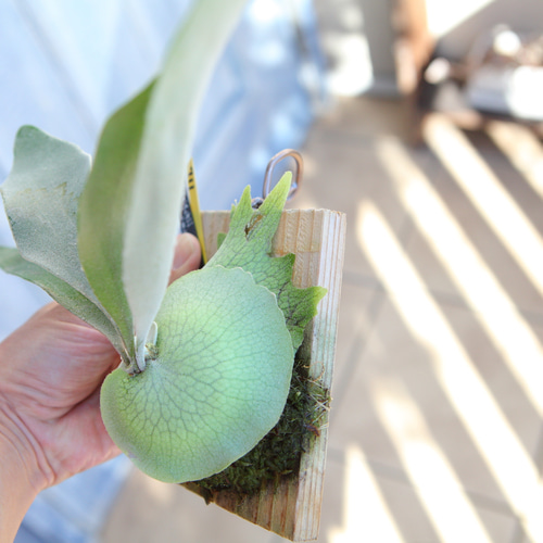 P. veitchii cv Lemoinei】ビカクシダ ビーチー ベイチー