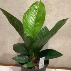 アンスリウム　ジェンマニー　斑入り 楽天市場】観葉植物 アンスリウム ジェンマニー 5号 鉢植え ジェンマニ