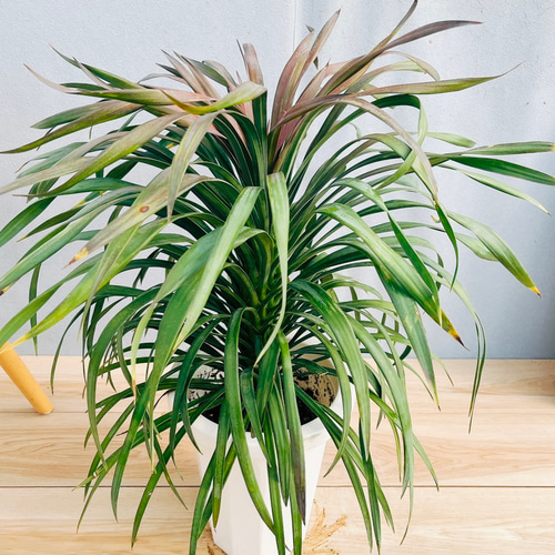 現品］【希少】22番 ユッカ デスメティアーナ 7号 観葉植物 レア