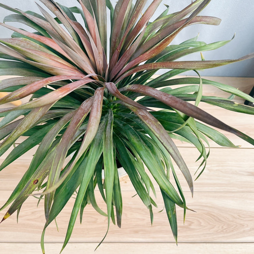 現品］【希少】22番 ユッカ デスメティアーナ 7号 観葉植物 レア