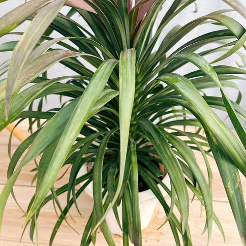 【国内正規総代理店アイテム】 現品］【希少】22番 レア 観葉植物 7号 デスメティアーナ ユッカ ユッカ
