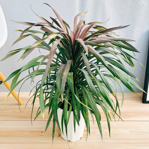 ユッカ デスメティアーナ 7号鉢つき 20ヘッド❗ 観葉植物