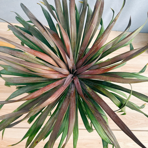 現品］【希少】22番 ユッカ デスメティアーナ 7号 観葉植物 レア