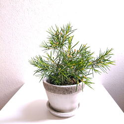 新入荷 多肉植物 ドロサンテマム 丸くてコロコロ 米粒 抜き苗 1