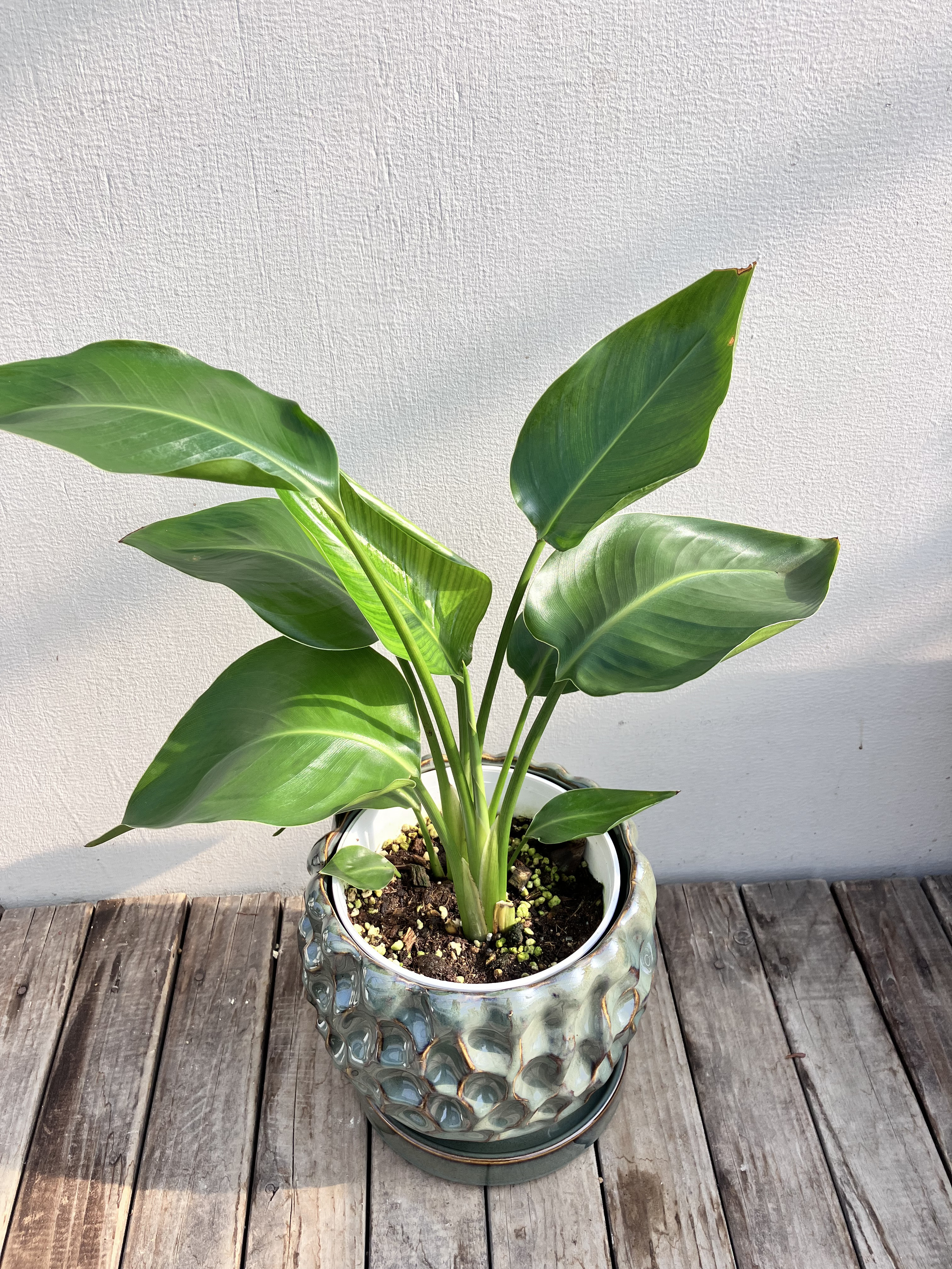 オーガスタ＊オシャレな陶器鉢＊ストレチア＊観葉植物＊