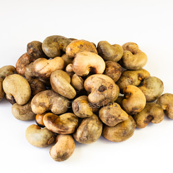 Voacanga africana 種子 西アフリカ原産 希少 熱帯植物