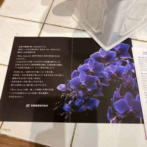 現品 超希少❗️胡蝶蘭❤️ブルージーン 1本立 多肉植物 現品 超希少❗️胡蝶蘭❤️ブルージーン 1本立 多肉植物