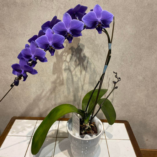 現品 超希少❗️胡蝶蘭❤️ブルージーン 1本立 多肉植物 現品 超希少❗️胡蝶蘭❤️ブルージーン 1本立 多肉植物