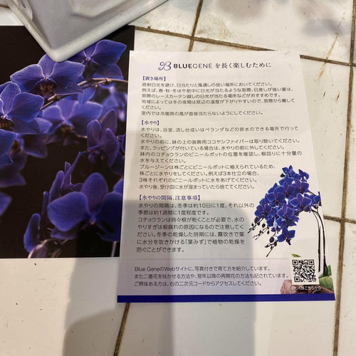 入荷少なめです❗️超希少❗️胡蝶蘭❤️ブルージーン 1本立