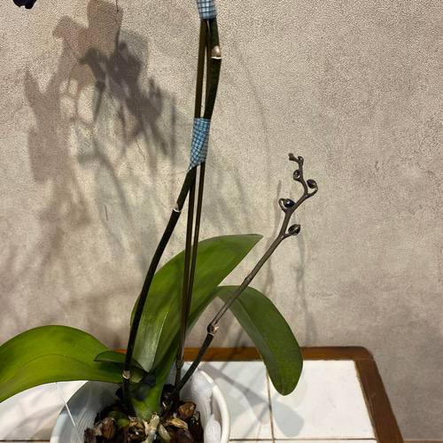 現品 超希少❗️胡蝶蘭❤️ブルージーン 1本立 多肉植物