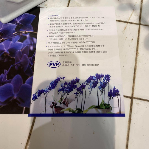 現品 超希少❗️胡蝶蘭❤️ブルージーン 1本立 多肉植物 現品 超希少❗️胡蝶蘭❤️ブルージーン 1本立 多肉植物