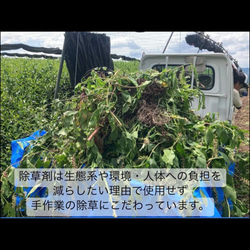 ＊無農薬お茶＊農家が作るラテシリーズ♪4種類飲み比べセット200g(50g×4種類) 　化学肥料・除草剤・畜産堆肥不使用 10枚目の画像
