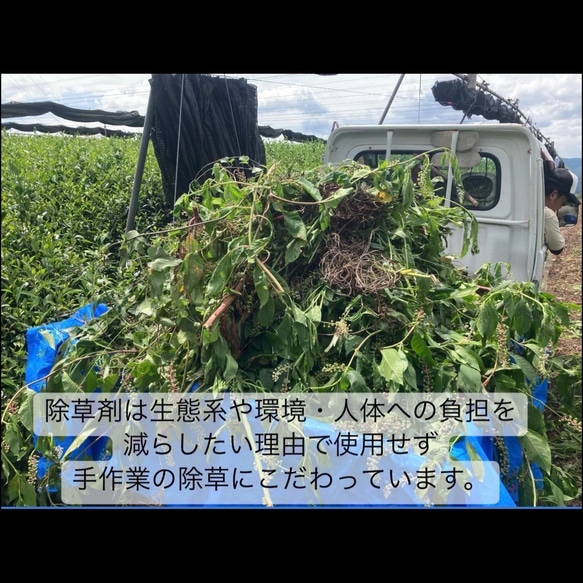 ＊無農薬お茶＊農家が作るラテシリーズ♪4種類飲み比べセット200g(50g×4種類) 　化学肥料・除草剤・畜産堆肥不使用 10枚目の画像