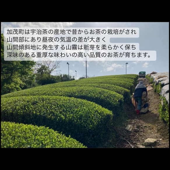 ＊無農薬お茶＊農家が作るラテシリーズ♪4種類飲み比べセット200g(50g×4種類) 　化学肥料・除草剤・畜産堆肥不使用 9枚目の画像