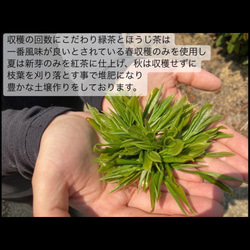 ＊無農薬お茶＊農家が作るラテシリーズ♪4種類飲み比べセット200g(50g×4種類) 　化学肥料・除草剤・畜産堆肥不使用 12枚目の画像