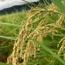 ＊無農薬お茶＊農家が作るラテシリーズ♪4種類飲み比べセット200g(50g×4種類) 　化学肥料・除草剤・畜産堆肥不使用 7枚目の画像