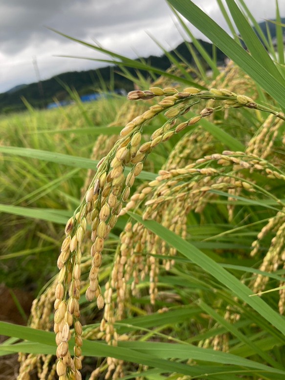 ＊無農薬お茶＊農家が作るラテシリーズ♪4種類飲み比べセット200g(50g×4種類) 　化学肥料・除草剤・畜産堆肥不使用 7枚目の画像