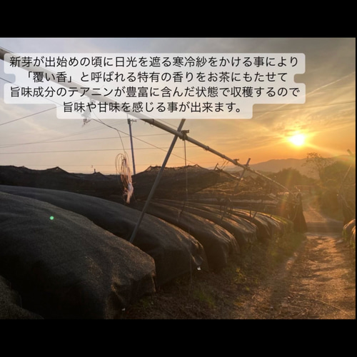無農薬お茶＊ 定番人気！日本茶4種類飲み比べセット(各3g×5個) 農薬