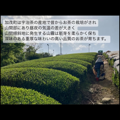 無農薬お茶＊ 定番人気！日本茶4種類飲み比べセット(各3g×5個) 農薬