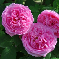 薔薇【ガードルドジェキル 大苗】強香ダマスク香 クオーターロゼット