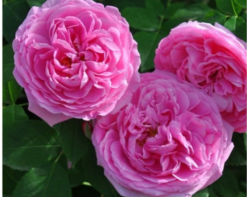 薔薇【ガードルドジェキル 大苗】強香ダマスク香 クオーターロゼット