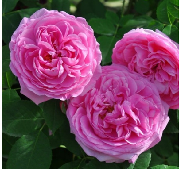 薔薇【ガードルドジェキル 大苗】強香ダマスク香 クオーターロゼット