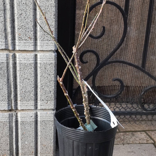 薔薇【ガードルドジェキル 大苗】強香ダマスク香 クオーターロゼット