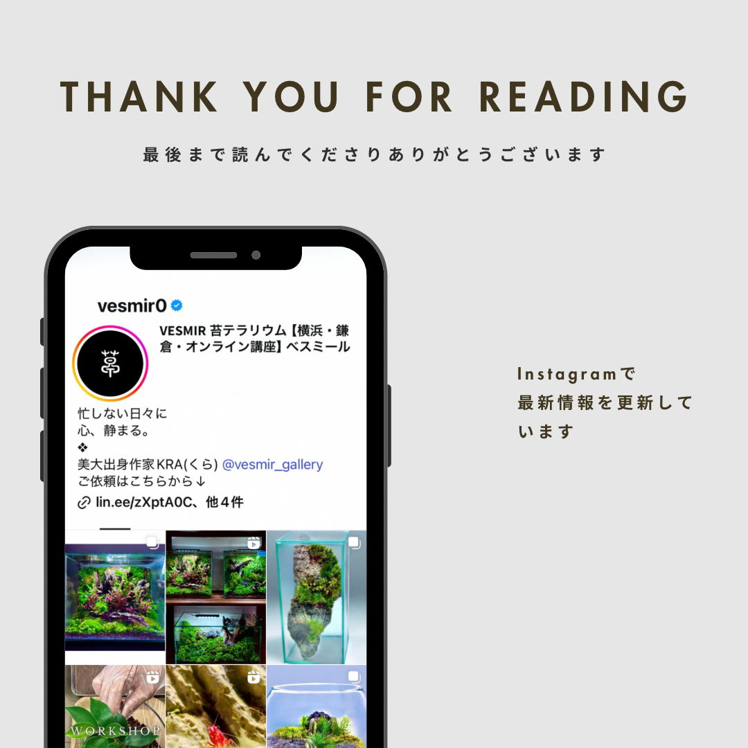 ［暮らしに溶け込む］もみじの苔玉(ヤマゴケ)青もみじと紅葉が楽しめる和室和モダン古民家和む旅館クール和室粋な風情がある