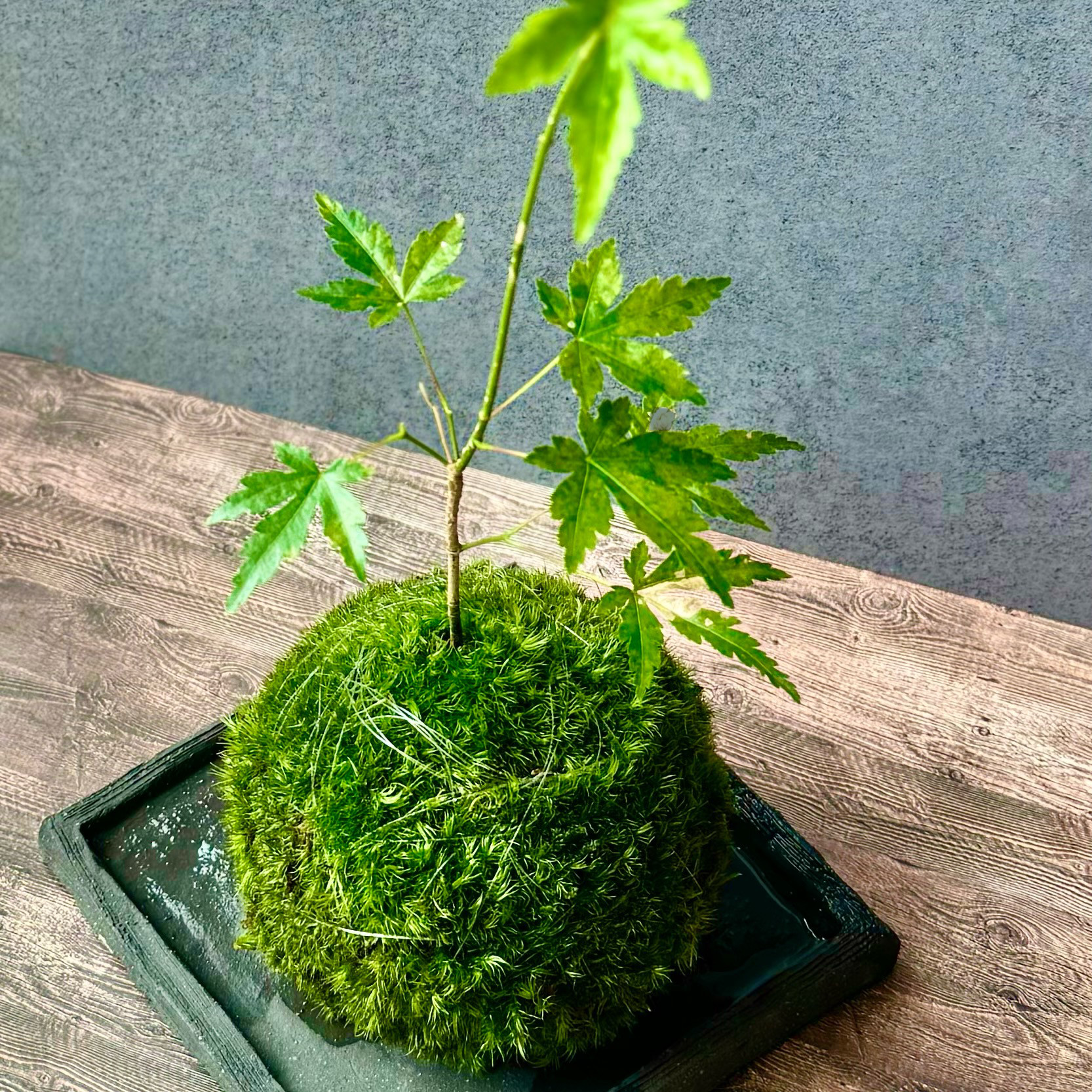 ［暮らしに溶け込む］もみじの苔玉(ヤマゴケ)青もみじと紅葉が楽しめる和室和モダン古民家和む旅館クール和室粋な風情がある