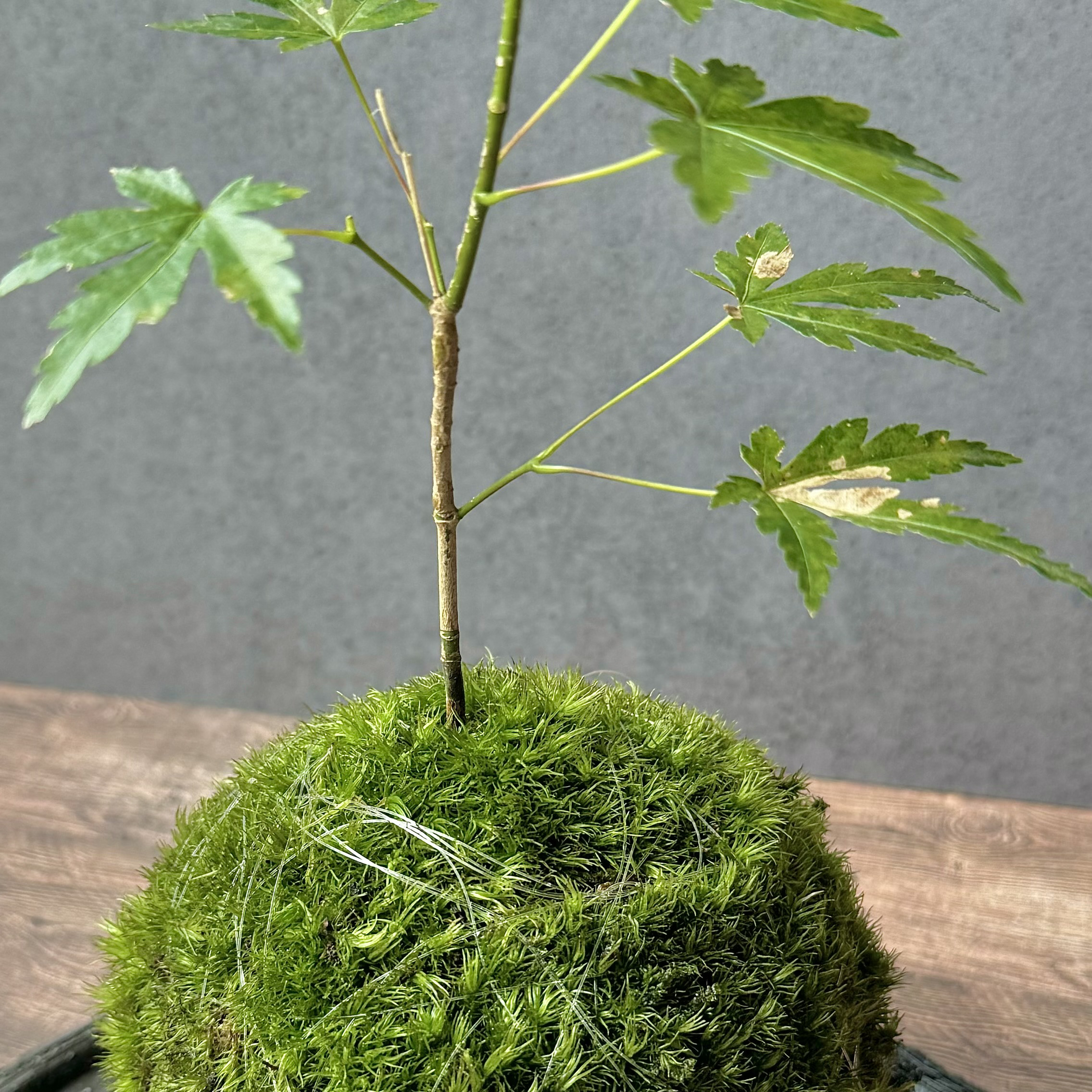 ［暮らしに溶け込む］もみじの苔玉(ヤマゴケ)青もみじと紅葉が楽しめる和室和モダン古民家和む旅館クール和室粋な風情がある
