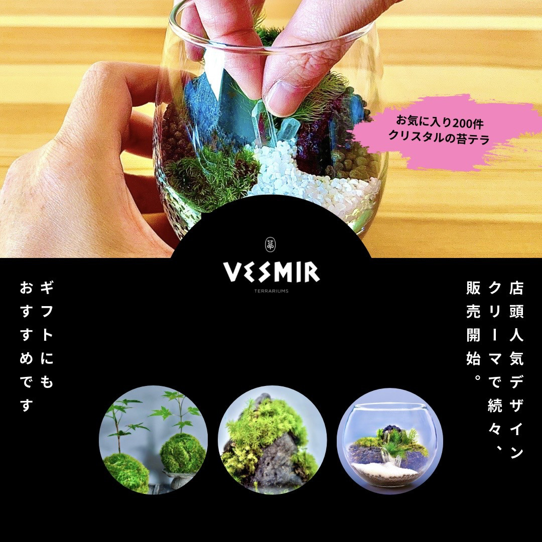 ［暮らしに溶け込む］もみじの苔玉(ヤマゴケ)青もみじと紅葉が楽しめる和室和モダン古民家和む旅館クール和室粋な風情がある