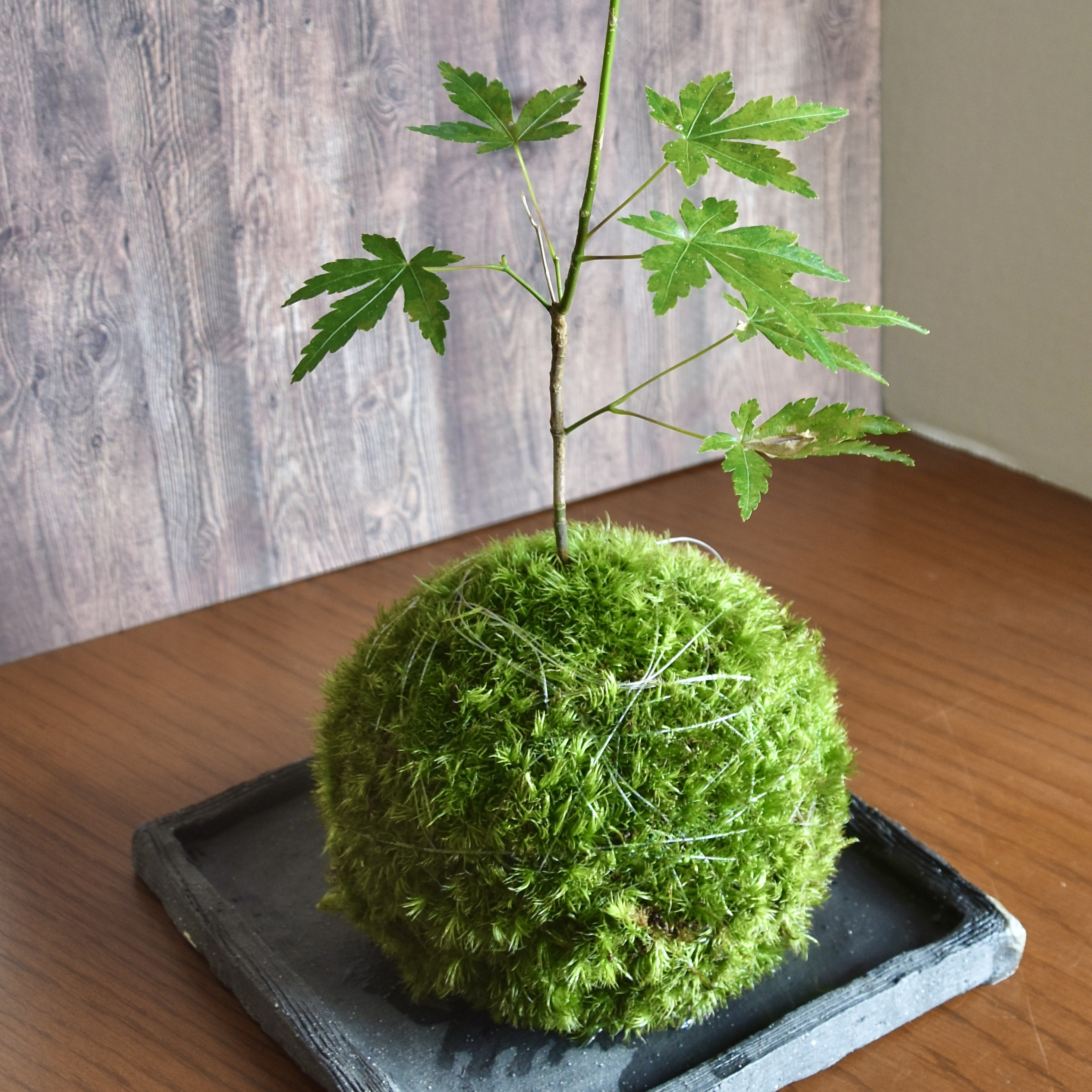 ［暮らしに溶け込む］もみじの苔玉(ヤマゴケ)青もみじと紅葉が楽しめる和室和モダン古民家和む旅館クール和室粋な風情がある