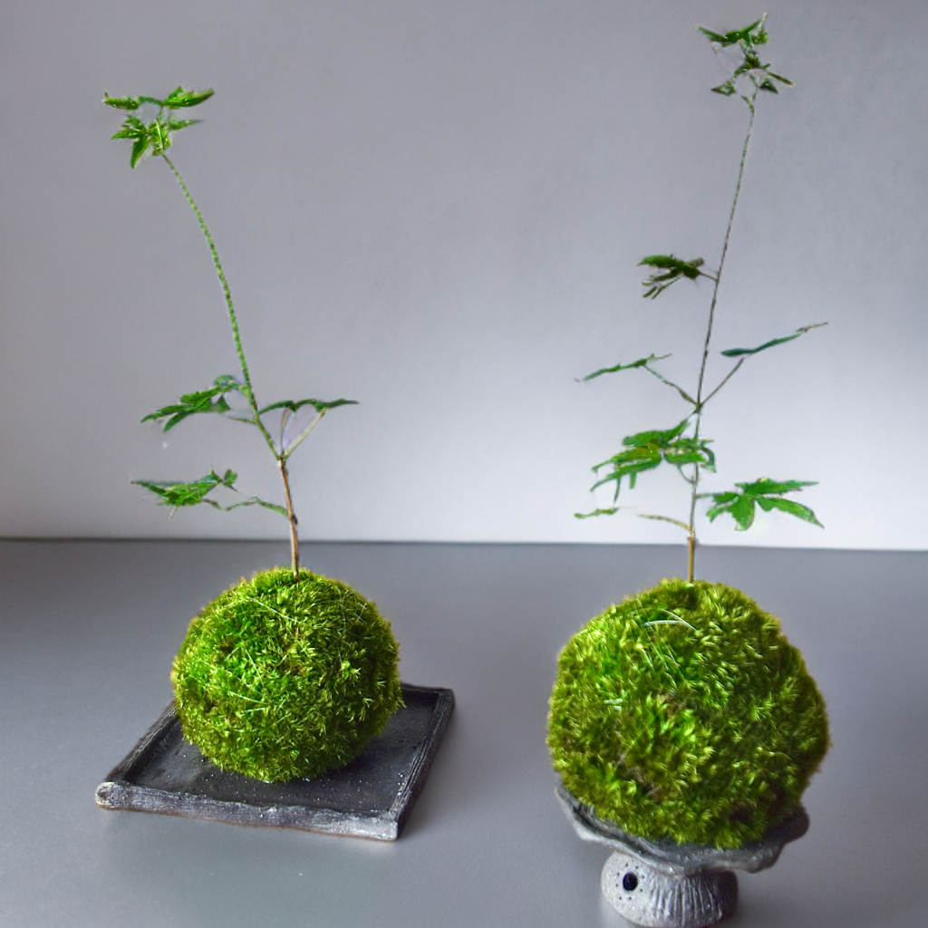 ［暮らしに溶け込む］もみじの苔玉(ヤマゴケ)青もみじと紅葉が楽しめる和室和モダン古民家和む旅館クール和室粋な風情がある