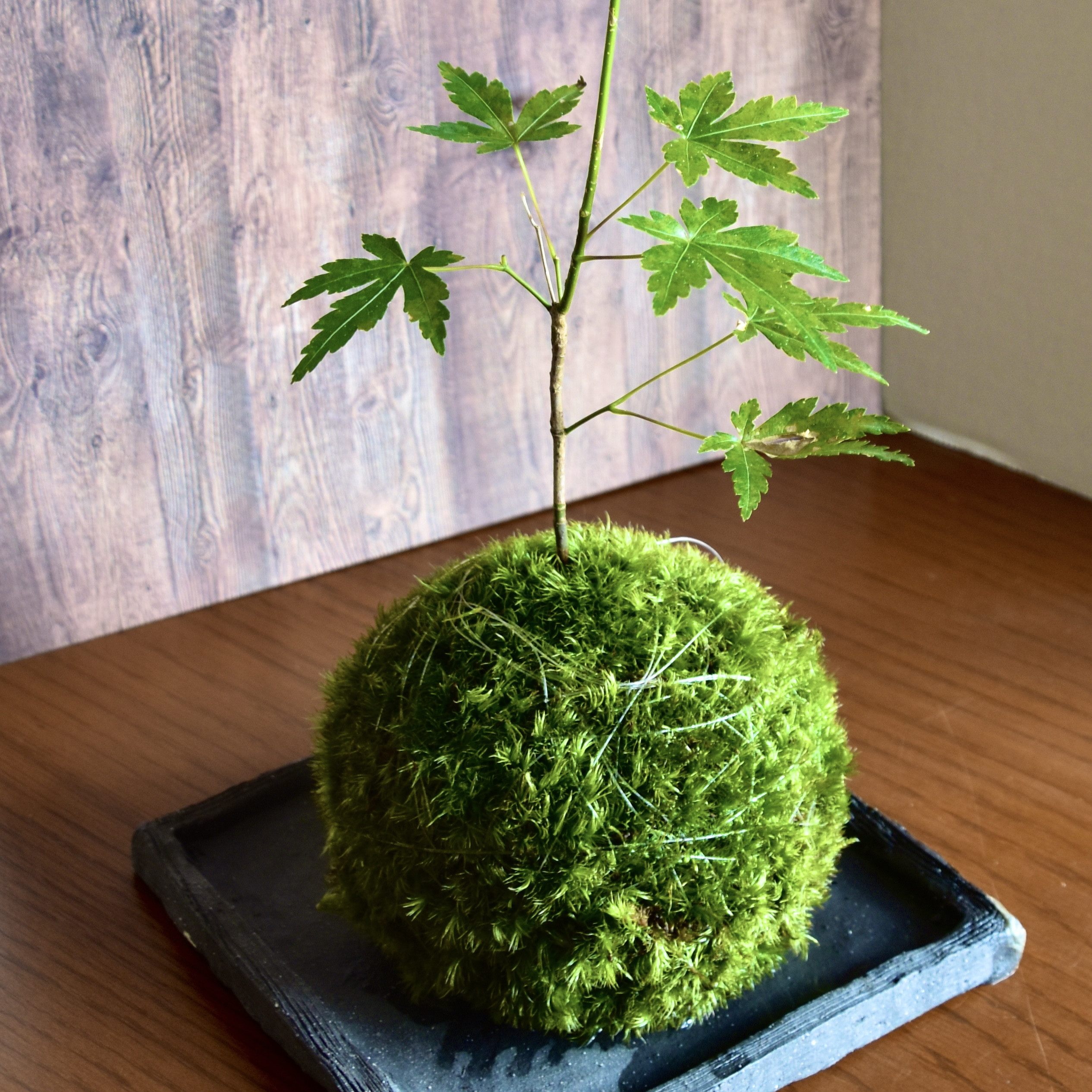 ［暮らしに溶け込む］もみじの苔玉(ヤマゴケ)青もみじと紅葉が楽しめる和室和モダン古民家和む旅館クール和室粋な風情がある