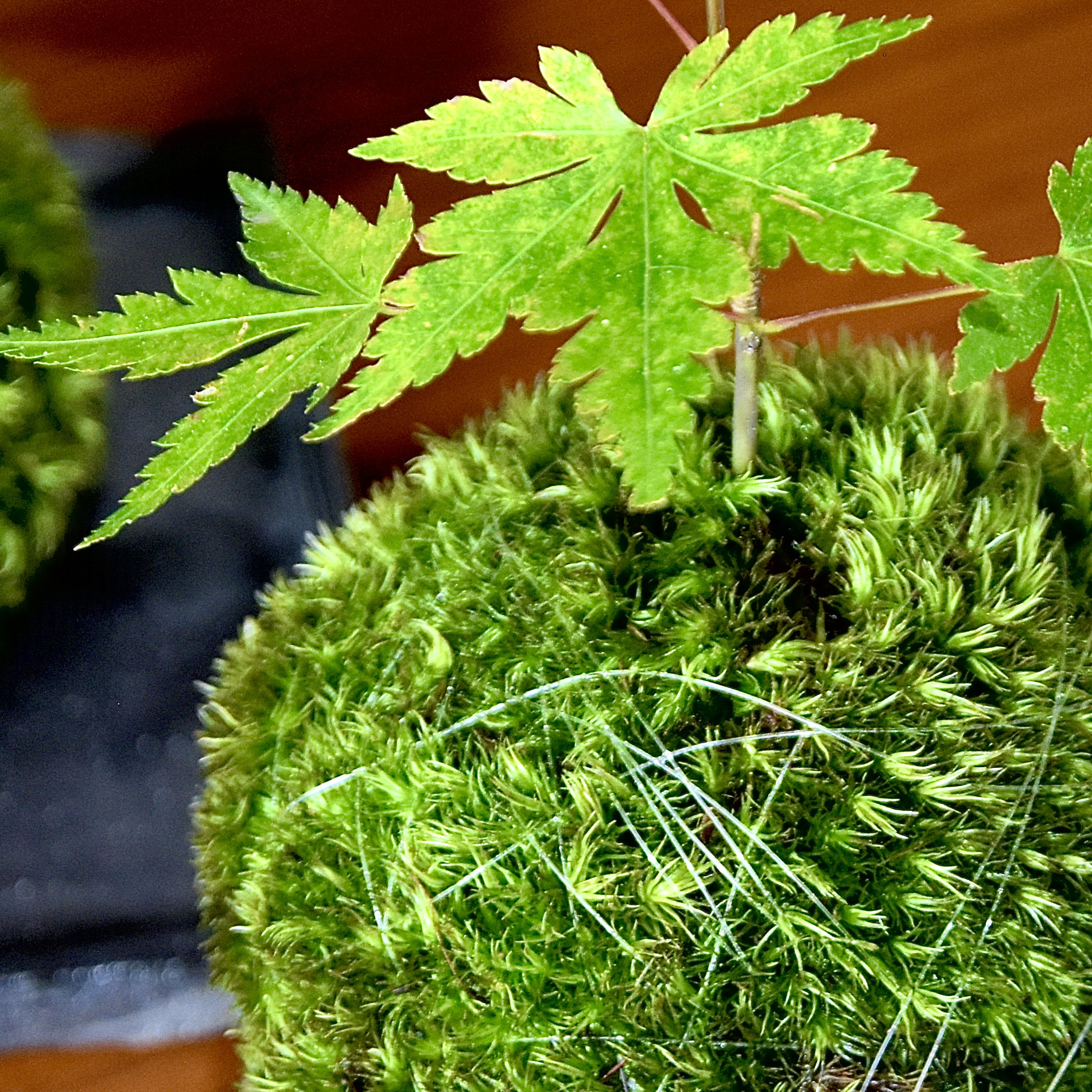 ［暮らしに溶け込む］もみじの苔玉(ヤマゴケ)青もみじと紅葉が楽しめる和室和モダン古民家和む旅館クール和室粋な風情がある