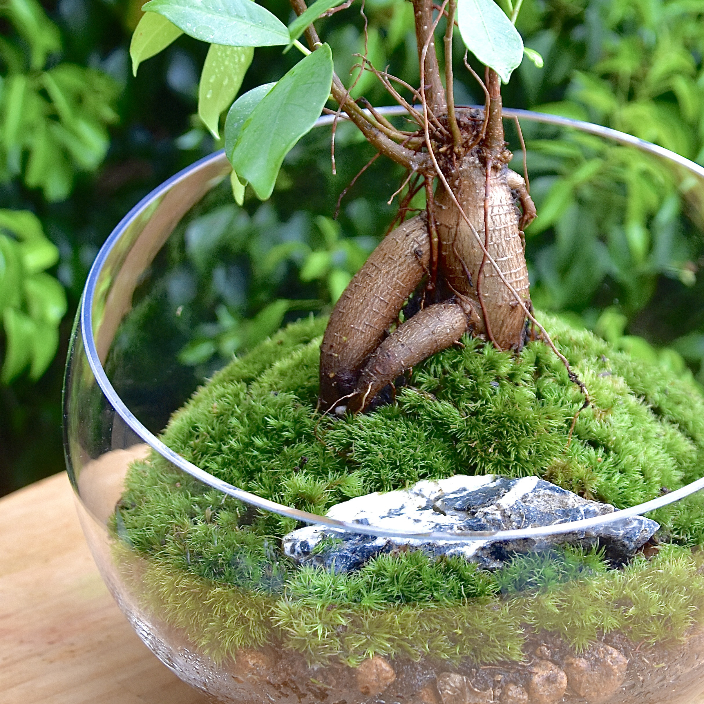 ［人気の観葉植物］ガジュマルとヤマゴケのテラリウムかわいい育てやすい癒される妖精キジムナーが住む幸運を呼ぶ木沖縄