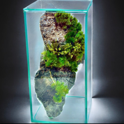 夏限定】食虫植物ハエトリソウと絶滅動物ドードーの苔テラリウム