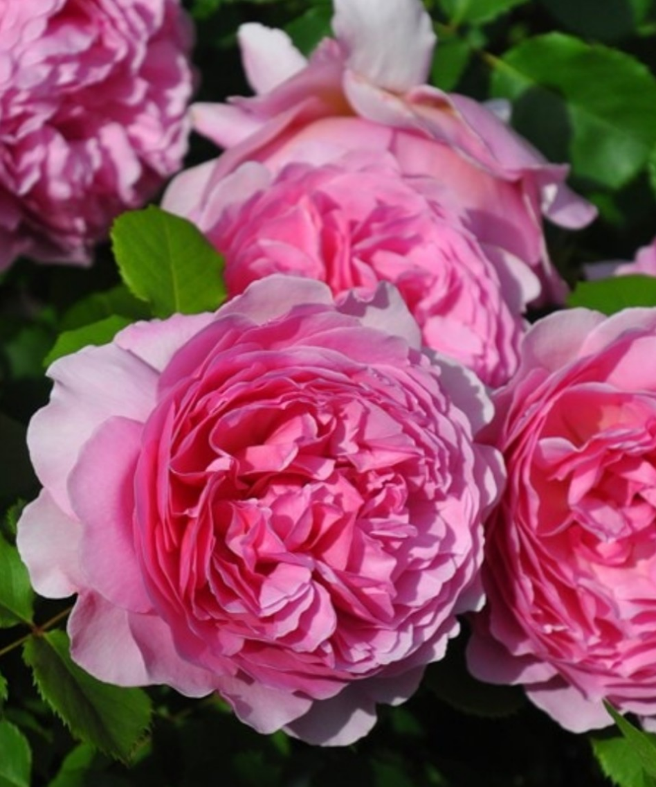 【プリンセスアレキサンドラ・オブ・ケント】 薔薇ティーにダマスク＋フルーツ香 四季咲き