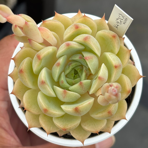 人気品種！☆ベンバディス 多肉植物 自家栽培 国産 多肉植物 美