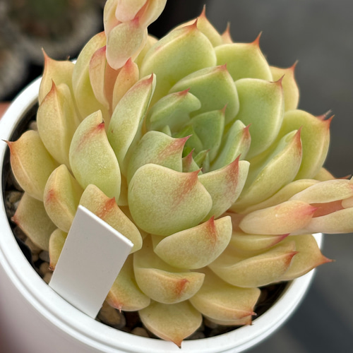 人気品種！☆ベンバディス 多肉植物 自家栽培 国産 多肉植物 美