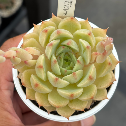 多肉植物　エケベリア　ベンバティス　おらいさん　㉓ 人気品種！☆ベンバディス 多肉植物 自家栽培 国産 多肉植物 美