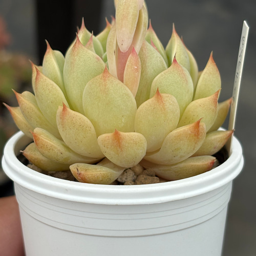 人気品種！☆ベンバディス 多肉植物 自家栽培 国産 多肉植物 美