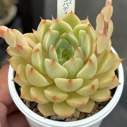 人気品種！☆ベンバディス 多肉植物 自家栽培 国産 多肉植物 美