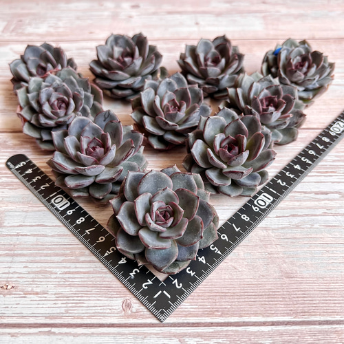 多肉植物 ブラックラクーン 韓国苗 多肉植物 pariʚ